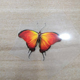 Heat Transfer Monarch Butterfly Patches 3 Designs 7 Butterflies Stickers For DIY Adult or Kid Shoes