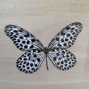 Black and White Butterfly Stickers For DIY or Custom Vans/AF1