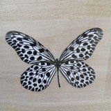 Black and White Butterfly Stickers For DIY or Custom Vans/AF1